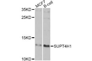 Western blot analysis of extracts of various cell lines, using SUPT4H1 Antibody (ABIN5975673) at 1/1000 dilution. (SUPT4H 抗体)