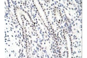 Image no. 1 for anti-Zinc Finger Protein 296 (ZNF296) (C-Term) antibody (ABIN6736191) (Zinc Finger Protein 296 (ZNF296) (C-Term) 抗体)