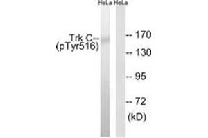 Western blot analysis of extracts from HeLa cells treated with serum 20% 15', using Trk C (Phospho-Tyr516) Antibody. (NTRK3 抗体  (pTyr516))