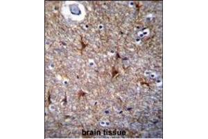 PRR16 Antibody (C-term) (ABIN655445 and ABIN2844975) immunohistochemistry analysis in formalin fixed and paraffin embedded human brain tissue followed by peroxidase conjugation of the secondary antibody and DAB staining. (PRR16 抗体  (C-Term))