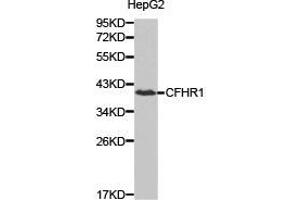 Western Blotting (WB) image for anti-Complement Factor H-Related 1 (CFHR1) antibody (ABIN1871806) (CFHR1 抗体)
