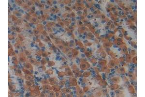 IHC-P analysis of Rat Stomach Tissue, with DAB staining. (LIFR 抗体  (AA 152-291))