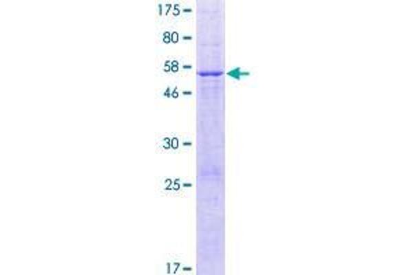 METTL20 Protein (AA 1-262) (GST tag)