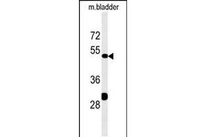 Western blot analysis in mouse bladder tissue lysates (35ug/lane). (KLC3 抗体  (AA 245-274))