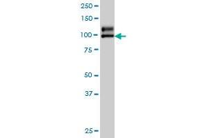 NDST1 monoclonal antibody (M01A), clone 1G10 Western Blot analysis of NDST1 expression in A-549 . (NDST1 抗体  (AA 38-136))