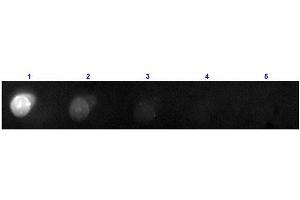 Dot Blot (DB) image for Donkey anti-Mouse IgG (Heavy & Light Chain) antibody (PE) - Preadsorbed (ABIN2669889)