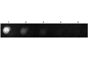 Dot Blot results of Donkey F(ab')2 Anti-Mouse IgG Antibody Phycoerythrin Conjugated. (驴 anti-小鼠 IgG (Heavy & Light Chain) Antibody (PE) - Preadsorbed)