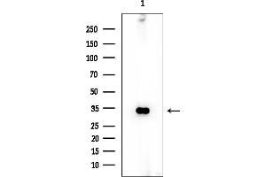 Western blot analysis of lysates from Mouse liver, using ACP5 Mouse Monoclonal Antibody at 1/1000 dilution.