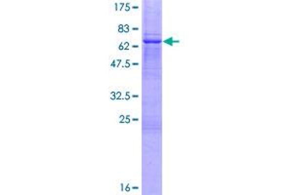 TSFM Protein (AA 1-346) (GST tag)