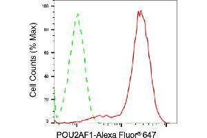 anti-POU Class 2 Associating Factor 1 (POU2AF1) antibody