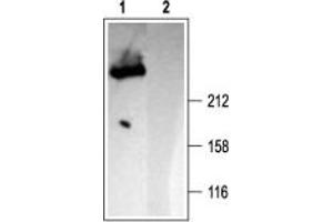 Western blot analysis of rat brain membranes: - 1.