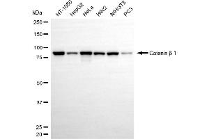 Western blotting analysis using catenin beta 1 antibody (ABIN7797925). (CTNNB1 抗体)