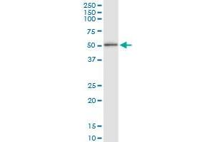 Immunoprecipitation of GABPB1 transfected lysate using anti-GABPB1 MaxPab rabbit polyclonal antibody and Protein A Magnetic Bead , and immunoblotted with GABPB2 purified MaxPab mouse polyclonal antibody (B01P) . (GABPB1 抗体  (AA 1-395))
