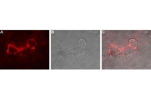 Immunocytochemistry (ICC) image for anti-Glutamate Receptor, Ionotropic, delta 1 (GRID1) (AA 407-419), (Extracellular) antibody (ABIN7043235)