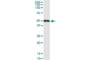 Immunoprecipitation of HOMER1 transfected lysate using anti-HOMER1 MaxPab rabbit polyclonal antibody and Protein A Magnetic Bead , and immunoblotted with HOMER1 purified MaxPab mouse polyclonal antibody (B01P) . (HOMER1 抗体  (AA 1-354))