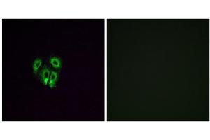 Immunofluorescence analysis of A549 cells, using OR4F4 antibody. (OR4F4 抗体  (C-Term))