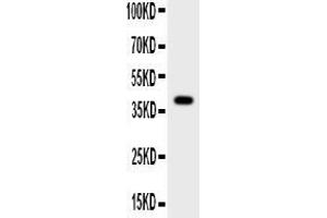 Anti-Cathepsin G Picoband antibody, All lanes: Anti-Cathepsin G at 0. (Cathepsin G 抗体  (AA 76-255))