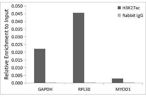 Chromatin immunoprecipitation analysis of extracts of HeLa cells, using Acetyl-Histone H3-K27 Rabbit pAb antibody (ABIN7267738) and rabbit IgG.