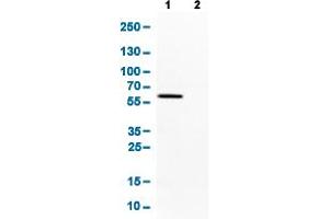 Western Blot analysis of Lane 1: CACO-2 and Lane 2: U-87 cell lysates with OCLN monoclonal antibody, clone CL1567 . (Occludin 抗体  (AA 282-415))