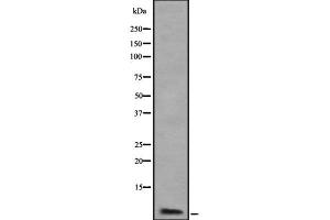 Western blot analysis of ATP5J2 using K562 whole cell lysates (ATP5J2 抗体)