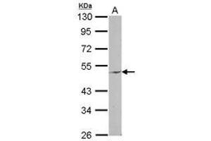 Image no. 1 for anti-Ectonucleotide pyrophosphatase/phosphodiesterase 6 (ENPP6) (AA 15-247) antibody (ABIN1498030) (ENPP6 抗体  (AA 15-247))