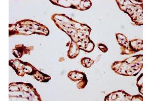 IHC image of ABIN7152990 diluted at 1:400 and staining in paraffin-embedded human placenta tissue performed on a Leica BondTM system. (FOLR2 抗体  (AA 35-167))