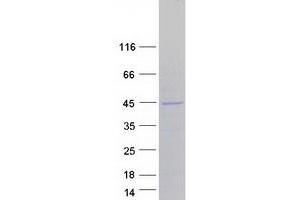 Western Blotting (WB) image for Myelin Basic Protein (MBP) (Transcript Variant 7) protein (Myc-DYKDDDDK Tag) (ABIN2726642)