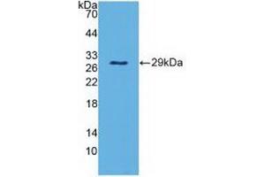 Detection of Recombinant PAOX, Mouse using Polyclonal Antibody to Polyamine Oxidase (PAOX) (PAOX 抗体  (AA 130-356))