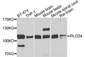 Western blot analysis of extracts of various cells, using PLCD4 antibody. (PLCD4 抗体)