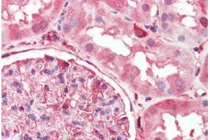 Human Kidney (formalin-fixed, paraffin-embedded) stained with DPYSL2 antibody ABIN462302 followed by biotinylated anti-mouse IgG secondary antibody ABIN481714, alkaline phosphatase-streptavidin and chromogen. (DPYSL2 抗体  (AA 463-492))