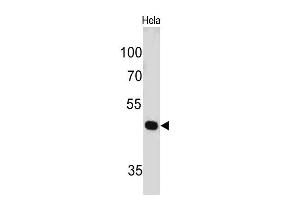 Western Blot of HeLa cell lysate using PAX7 Mouse Monoclonal Antibody (PAX7/497). (PAX7 抗体  (AA 301-505))