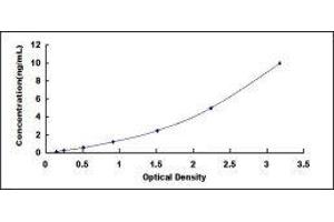 Crystallin, gamma S (CRYGS) ELISA Kit