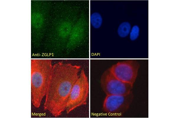ZGLP1 抗体  (Internal Region)