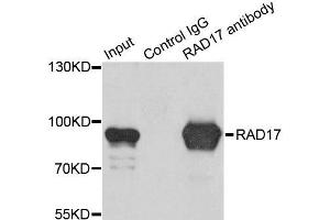 Immunoprecipitation analysis of 200ug extracts of K562 cells using 1ug RAD17 antibody. (RAD17 抗体  (AA 391-670))