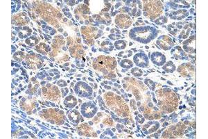 Image no. 1 for anti-WW Domain Containing E3 Ubiquitin Protein Ligase 2 (WWP2) (N-Term) antibody (ABIN6736651) (WWP2 抗体  (N-Term))