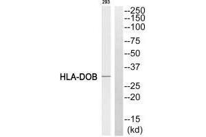 Western blot analysis of extracts from 293 cell, using HLA-DOB antibody. (HLA-DOB 抗体  (N-Term))