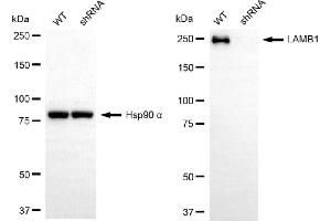 Western blotting analysis using LAMB1 antibody (ABIN7799234).