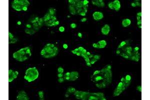 Anti-BIRC7 mouse monoclonal antibody (ABIN2452813) immunofluorescent staining of COS7 cells transiently transfected by pCMV6-ENTRY BIRC7 (RC204906). (BIRC7 抗体)
