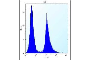 Vimentin Antibody (Center) (ABIN389213 and ABIN2839368) flow cytometric analysis of Hela cells (right histogram) compared to a negative control cell (left histogram). (Vimentin 抗体  (AA 152-181))
