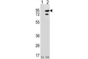 Western Blotting (WB) image for anti-SNF Related Kinase (SNRK) antibody (ABIN3003076) (SNRK 抗体)