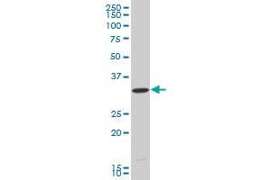 HEYL monoclonal antibody (M15), clone 1E2 Western Blot analysis of HEYL expression in COLO 320 HSR . (HEYL 抗体  (AA 1-70))