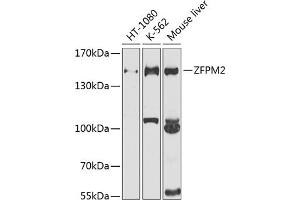 Western blot analysis of extracts of various cell lines, using ZFPM2 antibody (ABIN6133384, ABIN6150434, ABIN6150435 and ABIN6225204) at 1:1000 dilution. (ZFPM2 抗体  (AA 982-1151))
