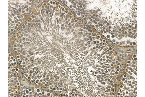 MIDN Mouse Monoclonal Antibody at 1/100 staining rat testis tissue by IHC-P. (MIDN 抗体)