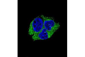 Confocal immunofluorescent analysis of SERPINI1 Antibody (N-term) (ABIN654346 and ABIN2844114) with HepG2 cell followed by Alexa Fluor® 488-conjugated goat anti-rabbit lgG (green). (Neuroserpin 抗体  (N-Term))