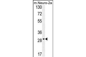 Western blot analysis in mouse Neuro-2a cell line lysates (35ug/lane). (OR9Q1 抗体  (C-Term))