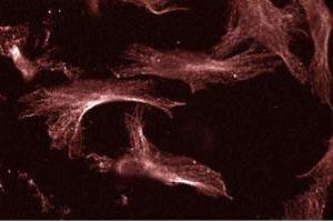 Human Endothelial (UBE2I 抗体  (AA 26-156))