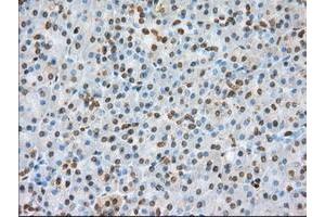 Image no. 6 for anti-Basigin (Ok Blood Group) (BSG) antibody (ABIN1498015) (CD147 抗体)