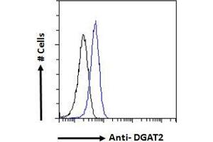 ABIN190849 Flow cytometric analysis of paraformaldehyde fixed HeLa cells (blue line), permeabilized with 0. (DGAT2 抗体  (Internal Region))