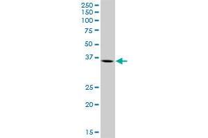 ARG2 MaxPab polyclonal antibody. (ARG2 抗体  (AA 1-354))