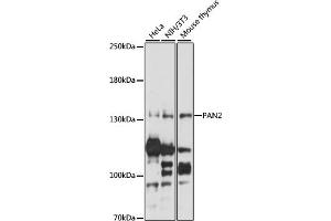 Western blot analysis of extracts of various cell lines, using P antibody (ABIN7269165) at 1:1000 dilution. (PAN2 抗体  (AA 700-1000))